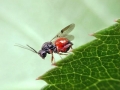 Diplolepis rosae