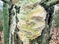 Diplomitoporus_flavescens.jpg