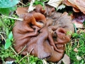 Discina ancilis