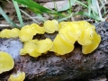 Ditiola_peziziformis.jpg