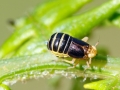Ditropis_pteridis_Weibchen.jpg