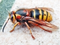 Dolichovespula_media.jpg