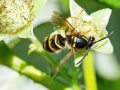 Dolichovespula saxonica