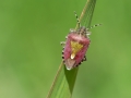Dolycoris baccarum