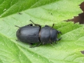 Dorcus_parallelopipedus.jpg