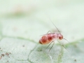 Dorypteryx_domestica.jpg