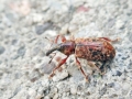 Dorytomus_taeniatus.jpg