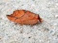 Drepanepteryx_phalaenoides.jpg