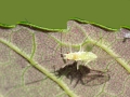 Drepanosiphum_oregonensis.jpg