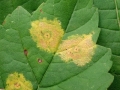 Drisina_glutinosa.jpg