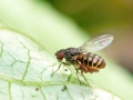Drosophila hydei