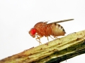 Drosophila melanogaster