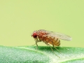 Drosophila_repleta.jpg