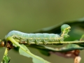 Drymonia_ruficornis_Raupe.jpg