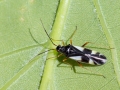 Dryophilocoris_flavoquadrimaculatus_.jpg