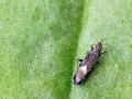 Dufouriellus_ater.jpg