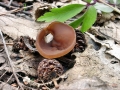Dumontinia_tuberosa.jpg