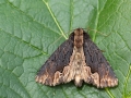 Dypterygia_scabriuscula.jpg