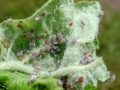 Dysaphis plantaginea