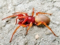 Dysdera_crocata.jpg