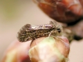 Dyseriocrania_subpurpurella.jpg