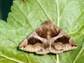 Dysgonia_algira.jpg