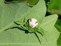 Ebrechtella_tricuspidata.jpg