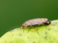 Ectobius pallidus