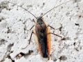 Ectobius silvestris