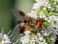 Ectophasia_crassipennis_Maennchen.jpg