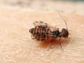 Ectopsocus_cf_petersi_Weibchen.jpg