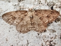Ectropis crepuscularia