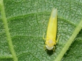 Edwardsiana_cf_avellanae.jpg