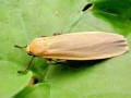 Eilema depressa