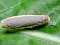Eilema_lurideola.jpg