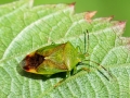 Elasmostethus_minor.jpg