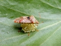 Elasmucha grisea