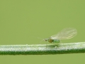 Elatobium abietinum