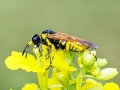 Elinora_baetica_dominiquei_Weibchen.jpg