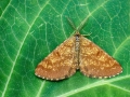 Ematurga_atomaria_Weibchen.jpg