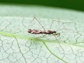 Empicoris culiciformis