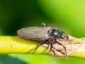 Empis_ciliata_Weibchen.jpg