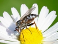 Empis_femorata_Weibchen.jpg