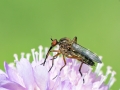 Empis_livida.jpg