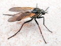 Empis_tesselata_Maennchen.jpg