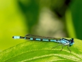 Enallagma_cyathigerum_Maennchen.jpg