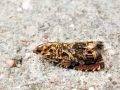 Enarmonia formosana