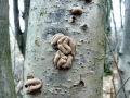 Encoelia_furfuracea.jpg