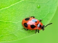 Endomychus coccineus