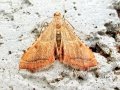 Endotricha_flammealis.jpg